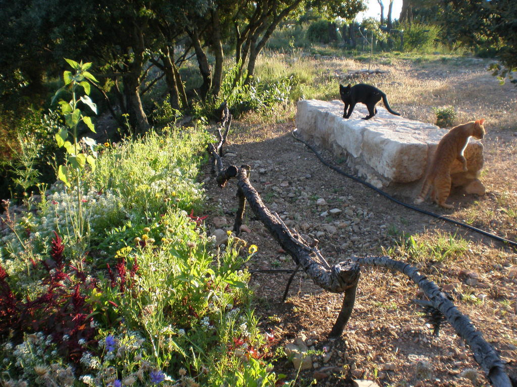Vila Mas Del Salin Cornudella de Montsant Exteriér fotografie